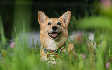 Картинка животные собаки трава настроение морда собака вельш-корги