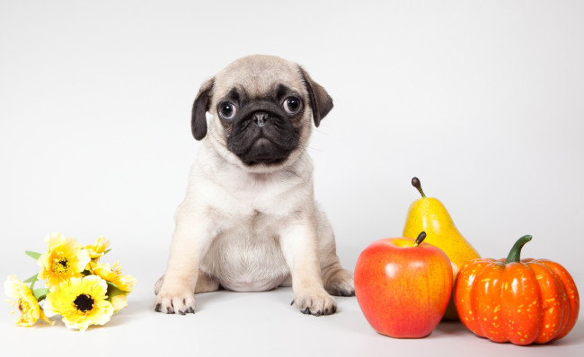 Обои картинки фото животные, собаки, цветы, груша, яблоко, тыква, щенок, мопс