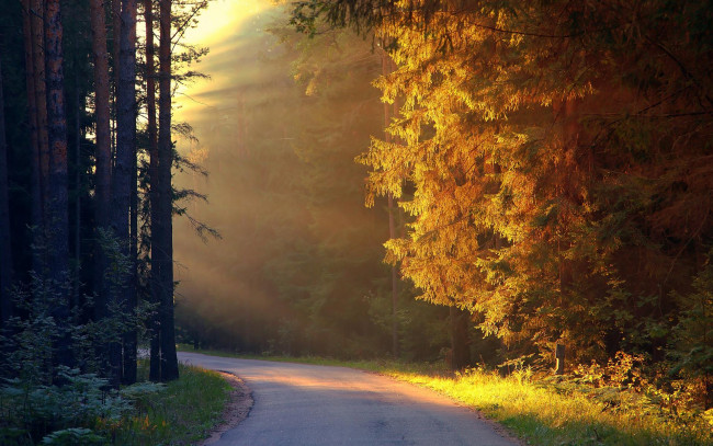 Обои картинки фото природа, дороги, осень, лес, деревья, поворот, дорога, трасса, шоссе