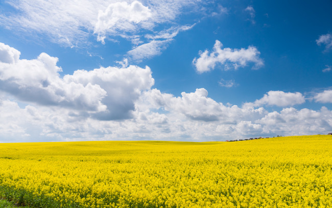 Обои картинки фото природа, луга, облака, голубой, желтый, рапс, небо, поле, лето