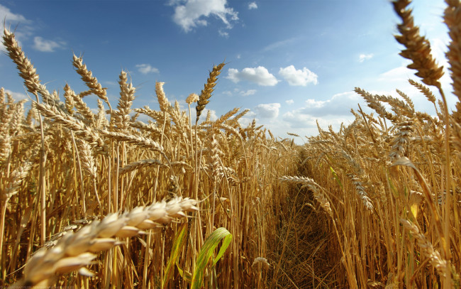 Обои картинки фото природа, поля, поле, пшеница, колосья, тропинка, небо, облака