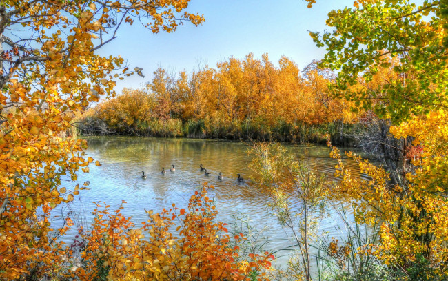 Обои картинки фото природа, реки, озера, осень, деревья, небо, утки, озеро