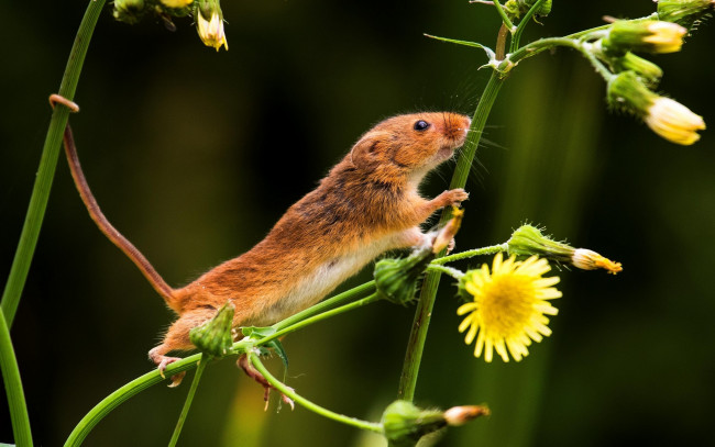 Обои картинки фото животные, крысы,  мыши, цветы, хвост, мышка, мышь-малютка