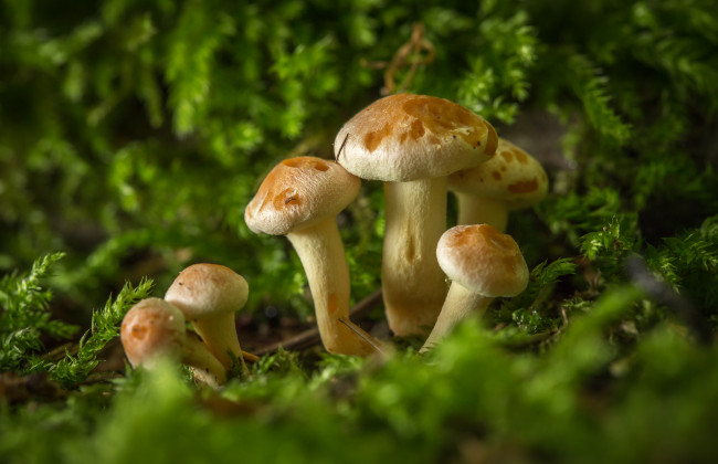 Обои картинки фото природа, грибы, мох, макро