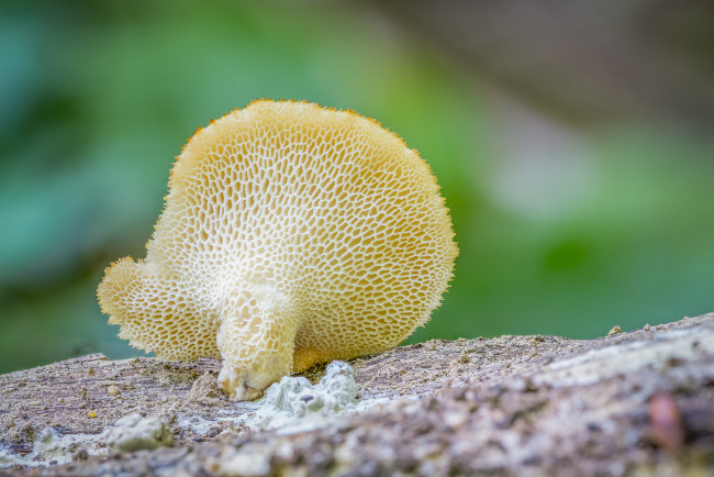Обои картинки фото природа, грибы, гриб, фон, макро
