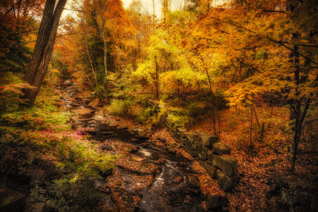 Обои картинки фото природа, реки, озера, ручей, лес, осень