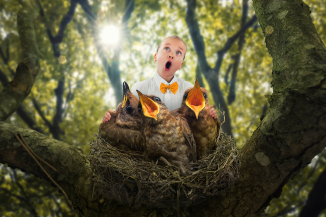 Обои картинки фото юмор и приколы, the, bird, choir, ребёнок, птенцы, гнездо