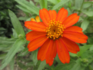 Картинка цветы цинния оранжевый