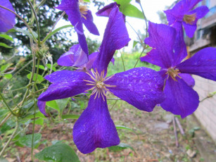 Картинка цветы клематис+ ломонос клематис фиолетовый