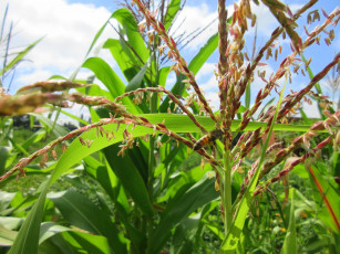 Картинка природа макро кукуруза лето