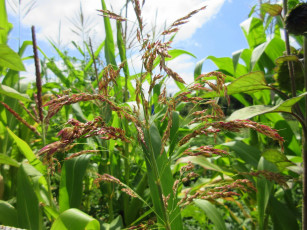 Картинка природа макро лето кукуруза