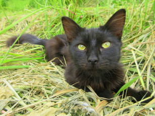 Картинка животные коты чёрный кот