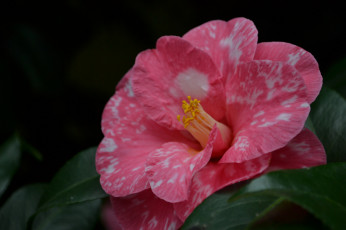 Картинка цветы камелии bud leaf camellia бутон цветение кустарник листья камелия shrubs flowering