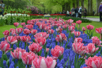 Картинка цветы разные+вместе природа весна цветение клумба мускари тюльпаны парк