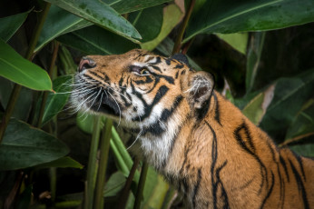 Картинка животные тигры амурский тигр кошка отдых