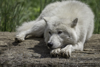 Картинка животные волки +койоты +шакалы природа взгляд животное окрас волк