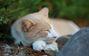 Картинка животные коты морда растения сон