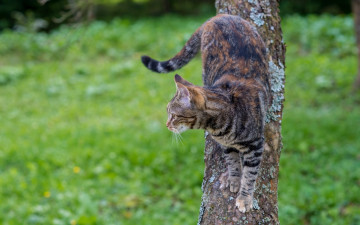 Картинка животные коты растения трава дерево