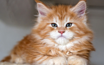 Картинка животные коты рыжий цвет взгляд профиль морда