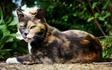 Картинка животные коты высунула язык растения отдых