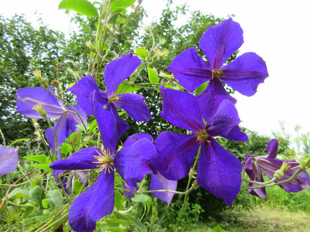 Обои картинки фото цветы, клематис , ломонос, фиолетовый, клематис