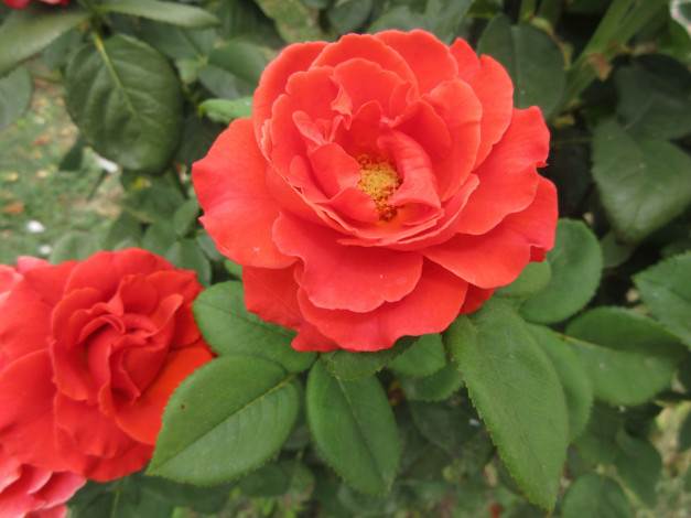 Обои картинки фото цветы, розы, оранжевые