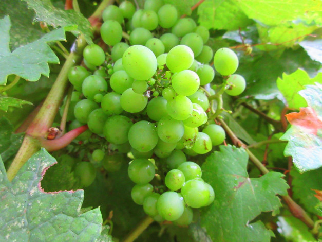 Обои картинки фото природа, Ягоды,  виноград, зелёный, виноград