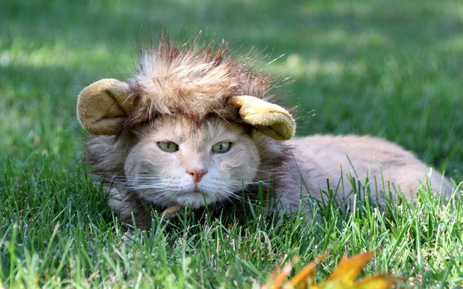 Обои картинки фото животные, коты, морда, трава, отдых, парик
