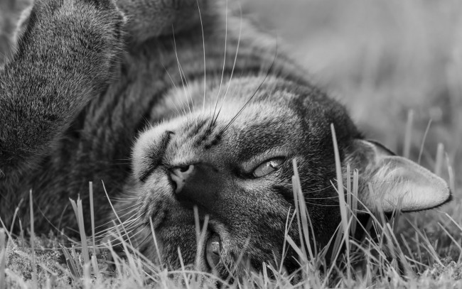Обои картинки фото животные, коты, трава, взгляд, морда, черно-белое, фото