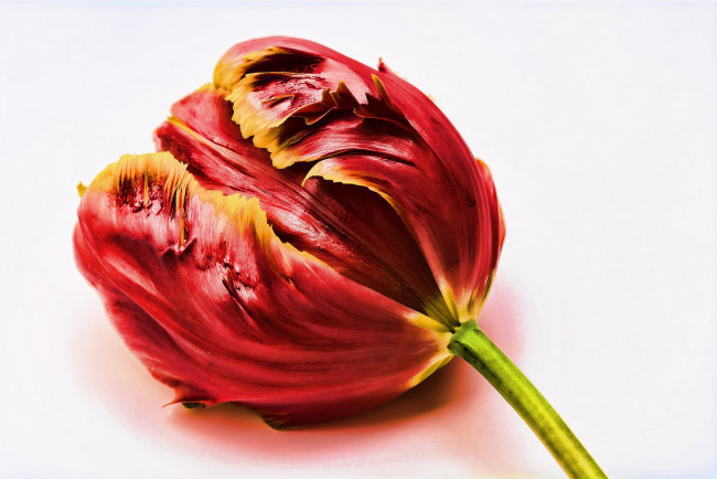 Обои картинки фото цветы, тюльпаны, тюльпан