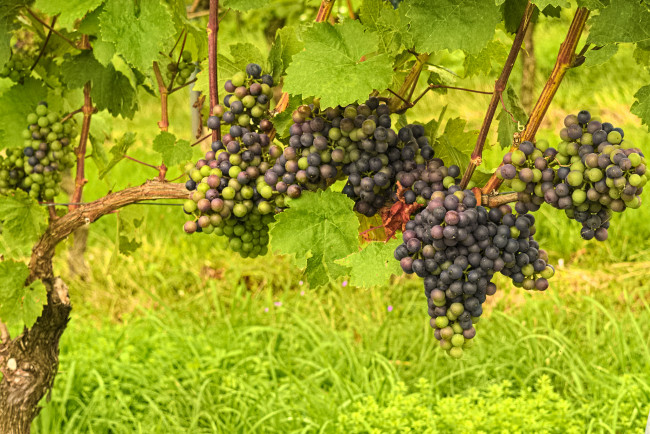 Обои картинки фото природа, Ягоды,  виноград, the, vineyard, leaves, grapes, грозди, виноград, листва, виноградник