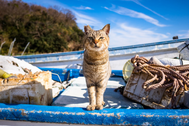 Обои картинки фото животные, коты, лодка, деревья, веревка
