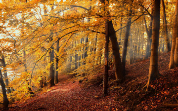 обоя природа, лес, осень, листья, листопад