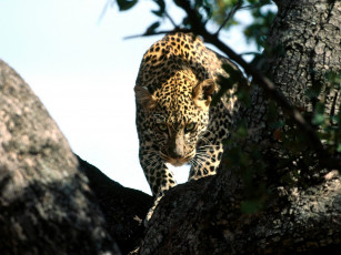 обоя silent, prowler, african, leopard, животные, леопарды