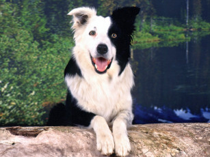 Картинка животные собаки вода черно-белый окрас