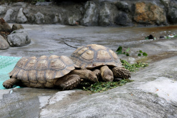 Картинка животные Черепахи обед панцирь