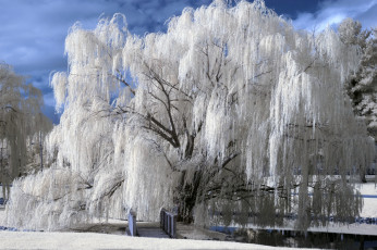 Картинка природа зима иней мостик ива