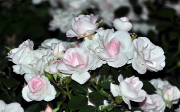 Картинка цветы розы лепестки белые нежные