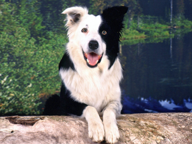 Обои картинки фото животные, собаки, вода, черно-белый, окрас