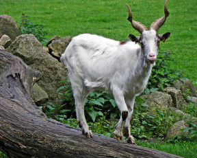 Картинка животные козы коза