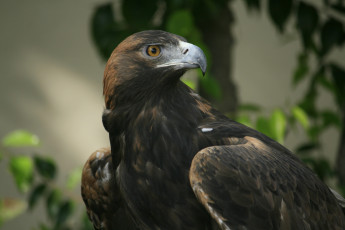 Картинка eagle животные птицы хищники взгляд гордый