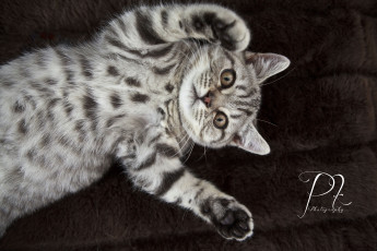 Картинка животные коты лапки полосатый котенок