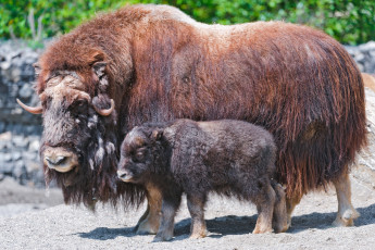 Картинка животные зубры бизоны овцебык малыш мама