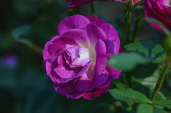 Картинка цветы розы лиловый лепестки