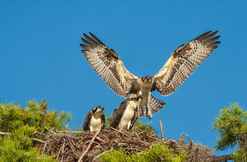 Картинка животные птицы хищники гнездо взлет крылья