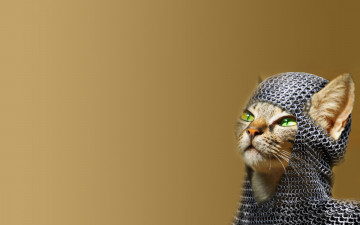 Картинка животные коты кот кольчуга