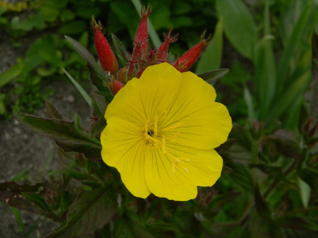 Обои картинки фото цветы, желтый, энотера