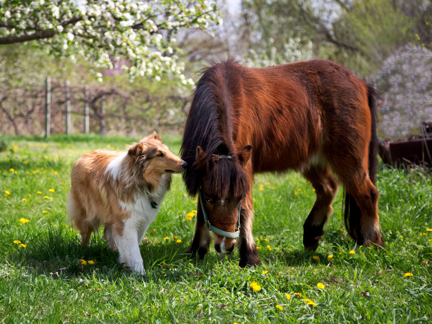 Обои картинки фото животные, разные, вместе, собака, колли, пони, лошадь