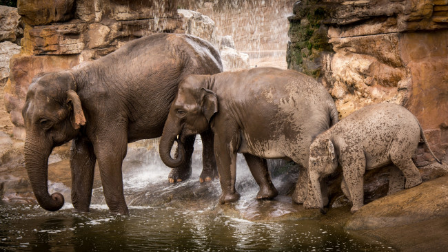 Обои картинки фото животные, слоны, помывка, семья, вода