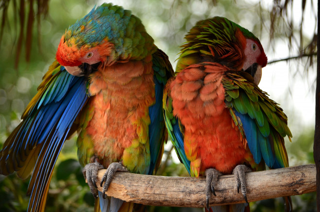 Обои картинки фото животные, попугаи, разноцветный, перья